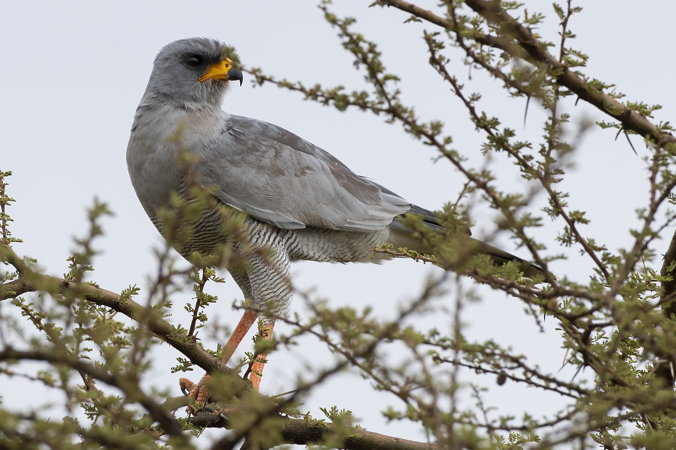 Dark Chanting-Goshawk — Ana fotoğraf
